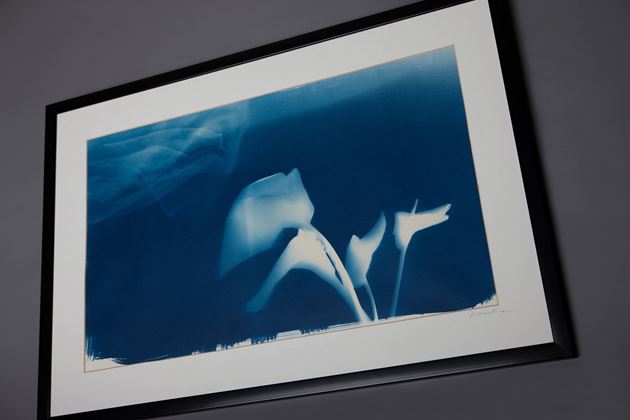 Picture for category Cyanotype Impressions