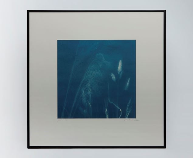 Picture of Cyanotype Refª. CNT 007