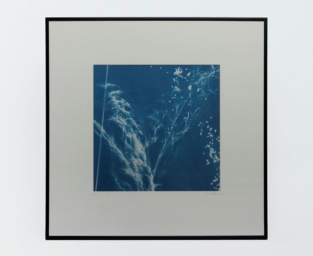 Picture of Cyanotype Refª. CNT 008