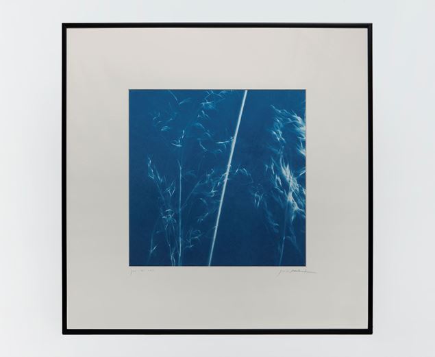 Picture of Cyanotype Refª. CNT 009