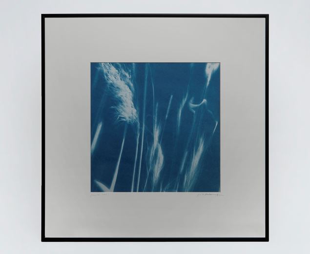 Picture of Cyanotype Refª. CNT 010