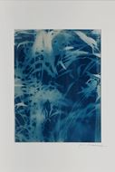 Picture of Cyanotypes