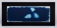 Picture of Cyanotypes