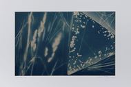 Picture of Cyanotypes