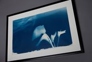 Picture of Cyanotypes