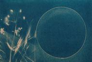 Picture of Cyanotypes